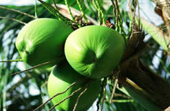 天然的椰子油最棒，椰子油被稱為-瓶子裏的藥店